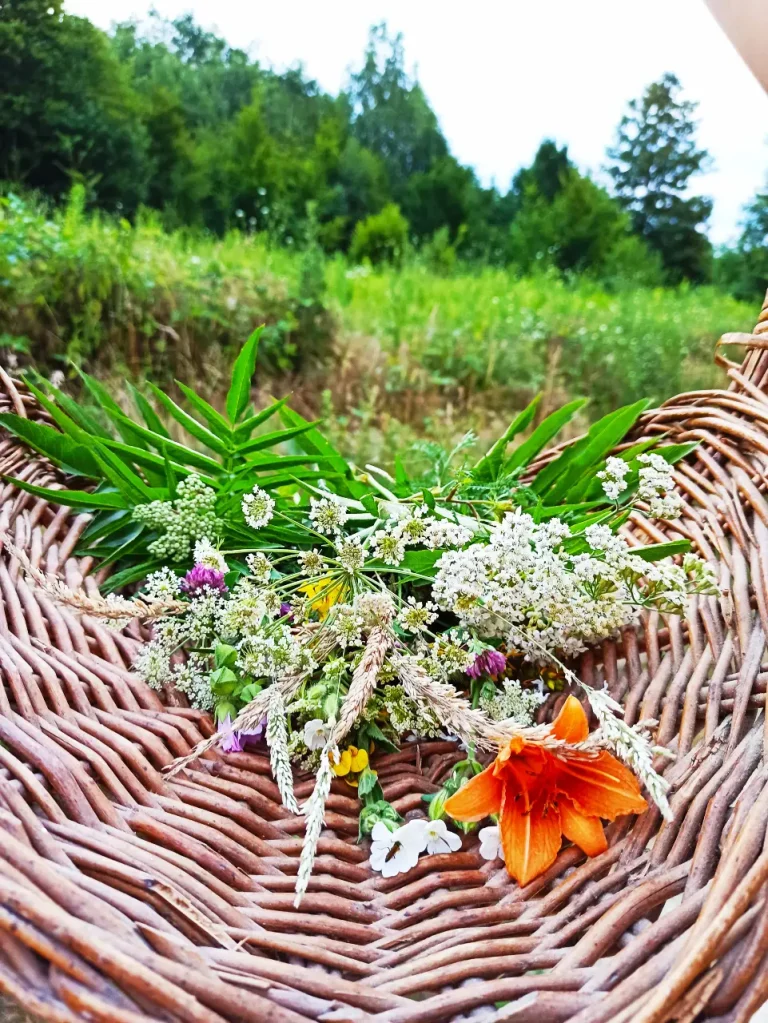 Nature remedies, wild herbs