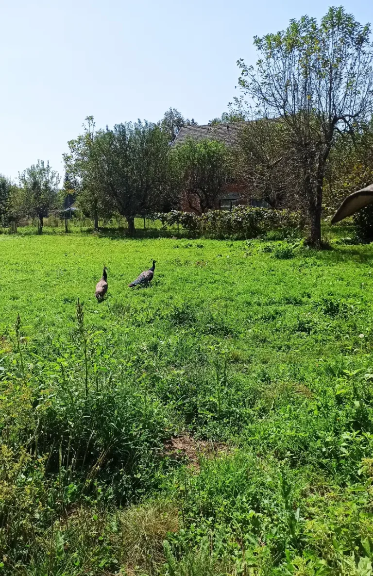HoneyLand's wild animals