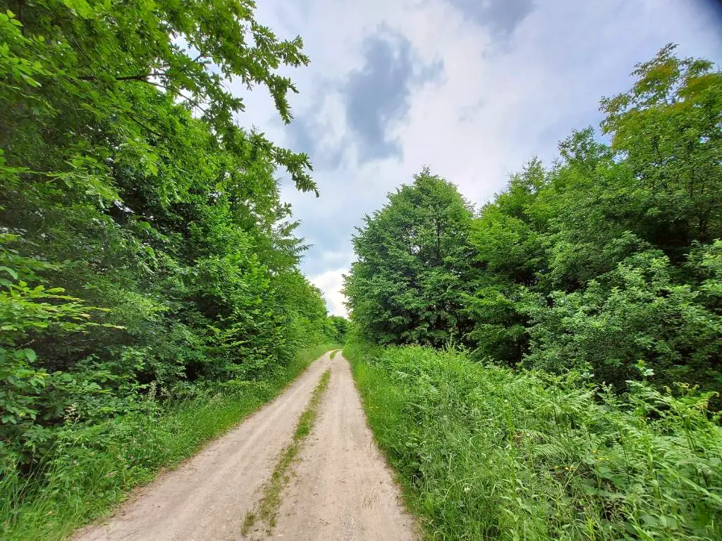 Forest trail, macadam